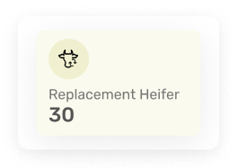 Heifer Replacement